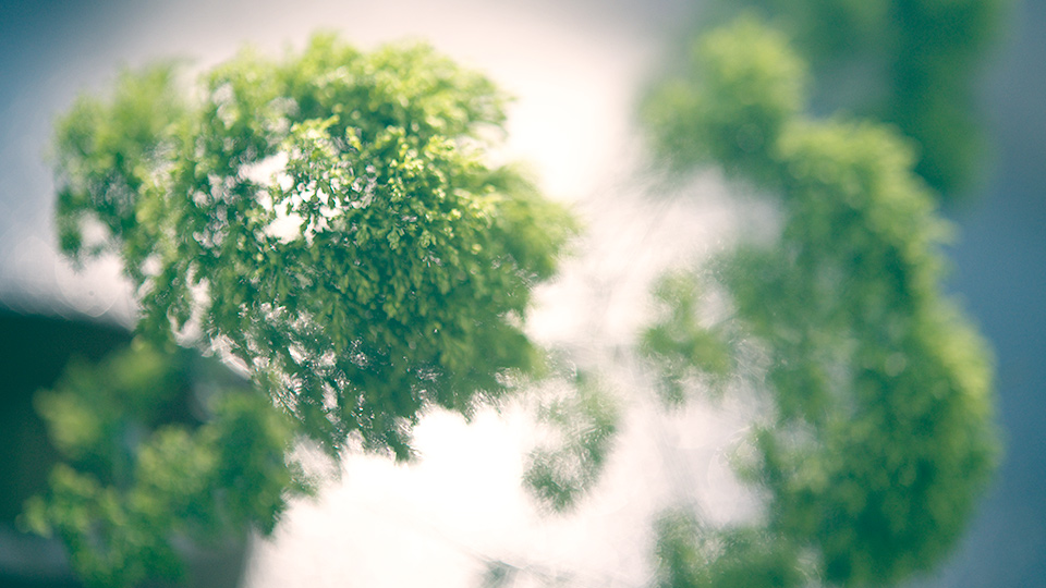 アンサナ フルール スガヤ